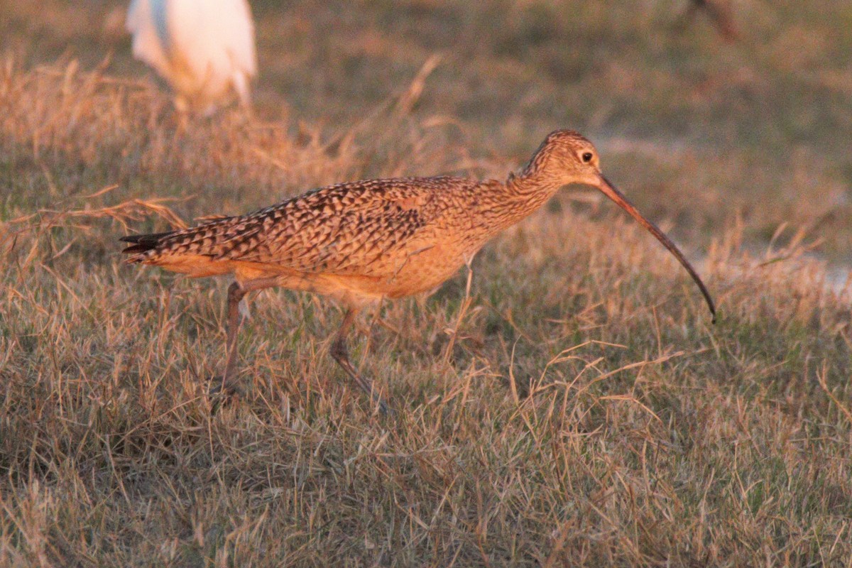 Long-billed Curlew - ML212766731