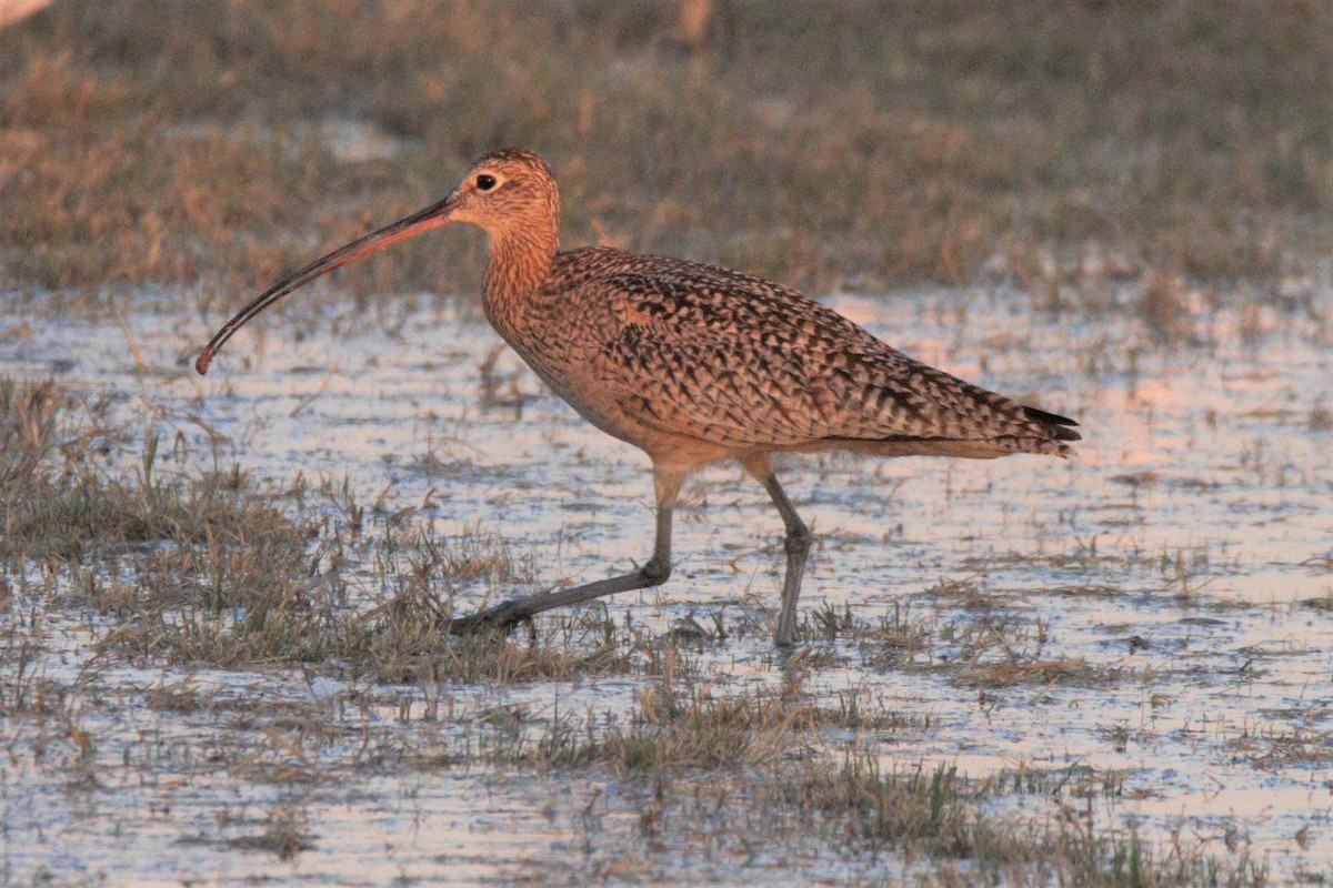 Long-billed Curlew - ML212766741