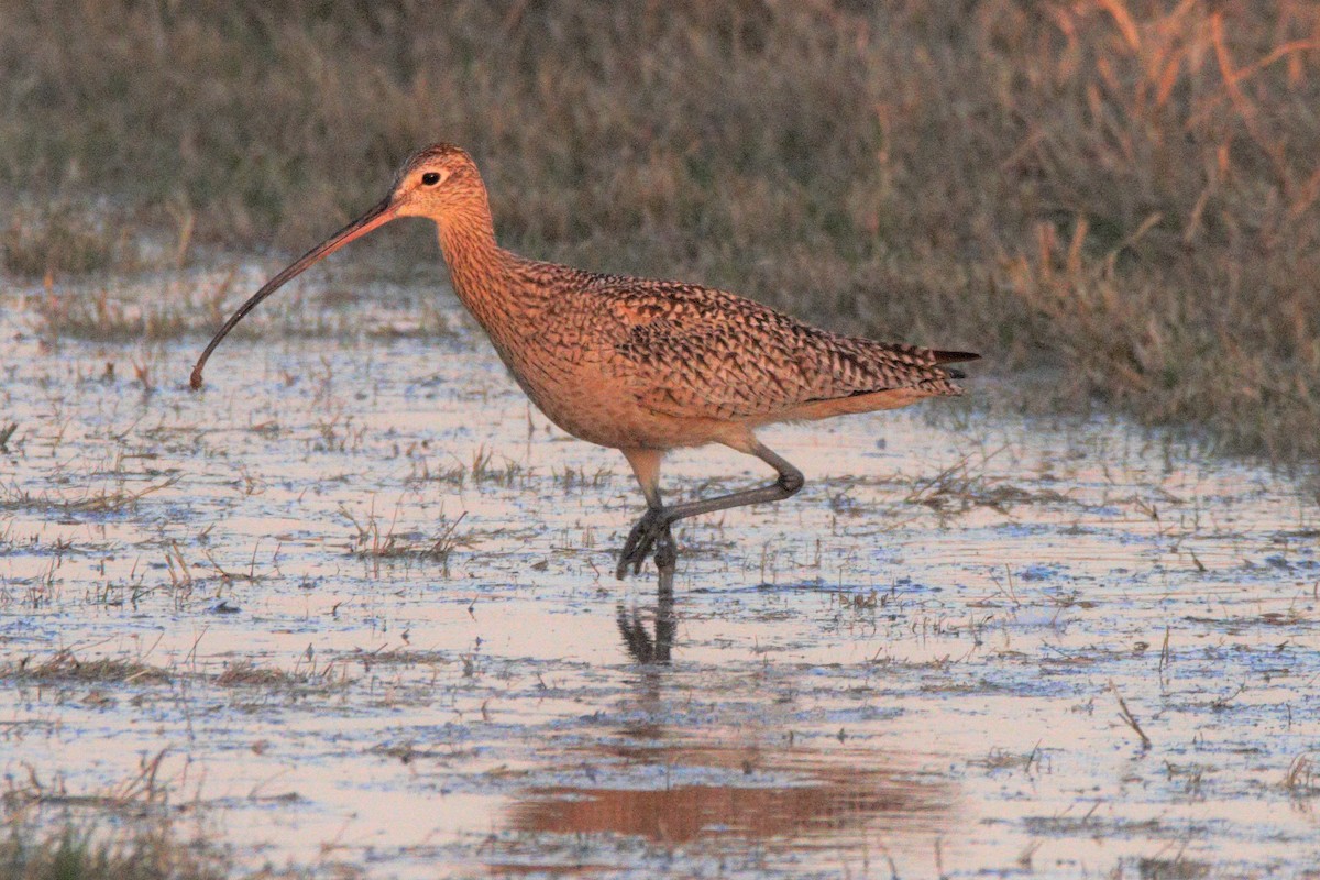 Long-billed Curlew - ML212766751