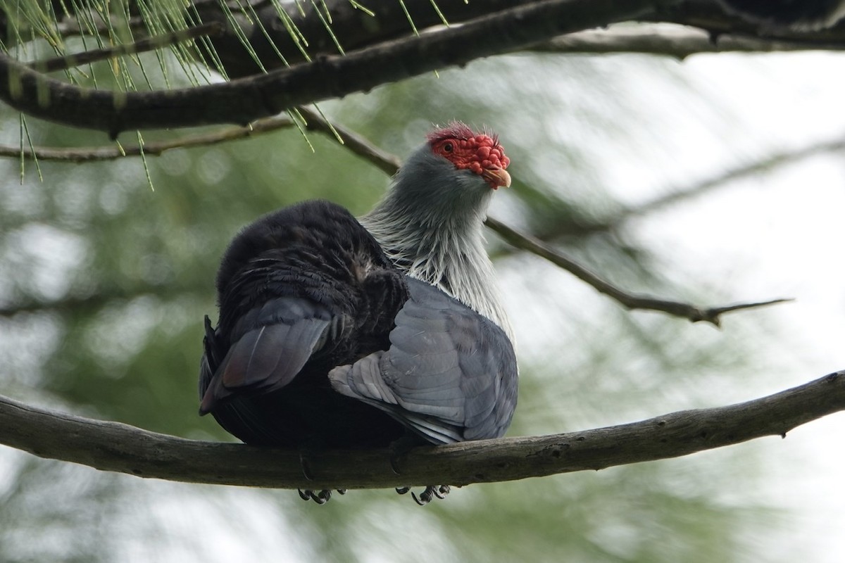 Seychelles Blue-Pigeon - Daniel Winzeler