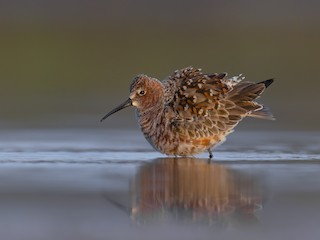  - Curlew Sandpiper