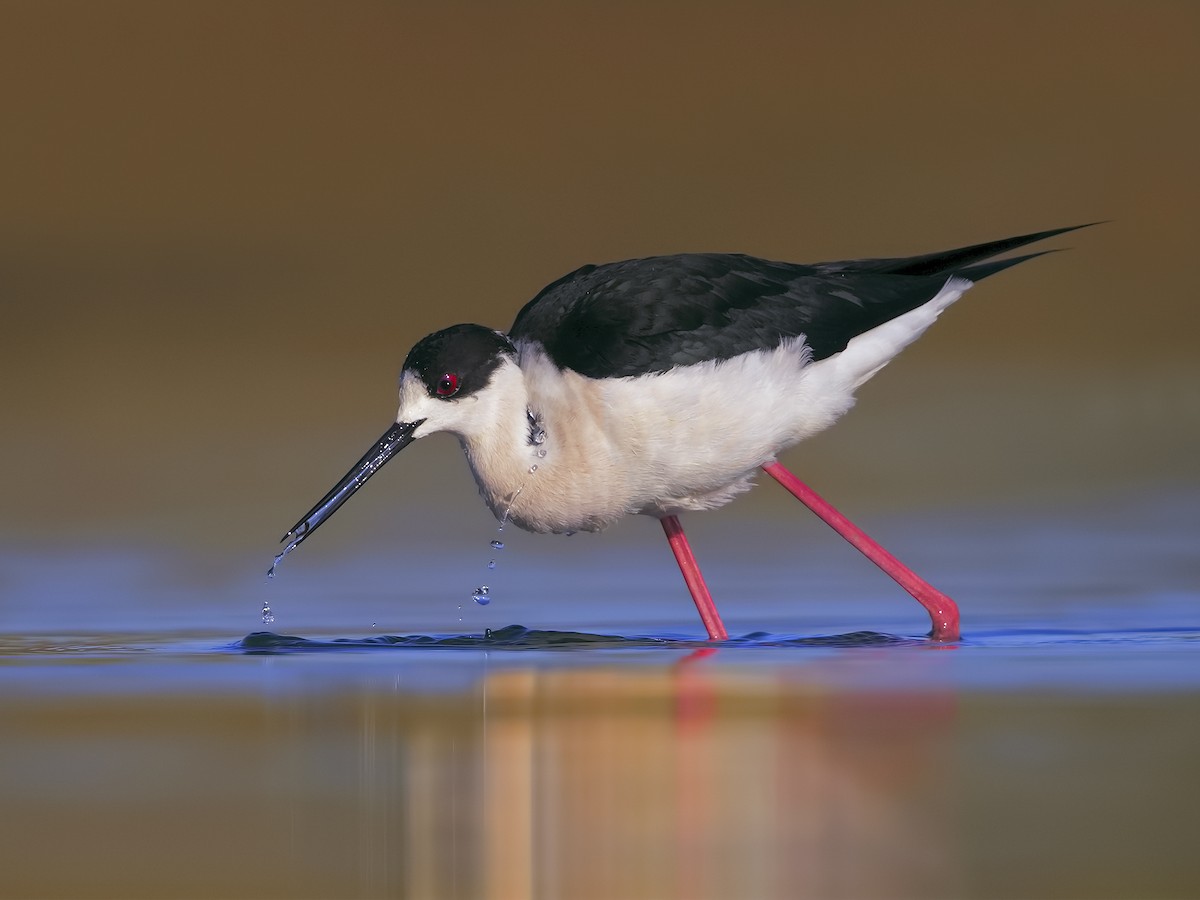 Eurasian Black-winged Stilt