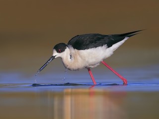  - Black-winged Stilt