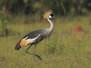  - Gray Crowned-Crane