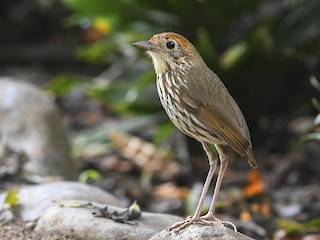  - Watkins's Antpitta