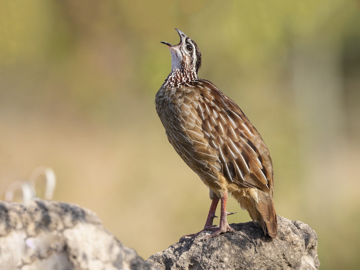 P. hillii coronarium Flamenco 【M-59】 P. hillii coronarium Flamenco 【M-59】 ビカクシダP. 'Flamenco