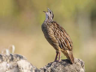  - Crested Francolin