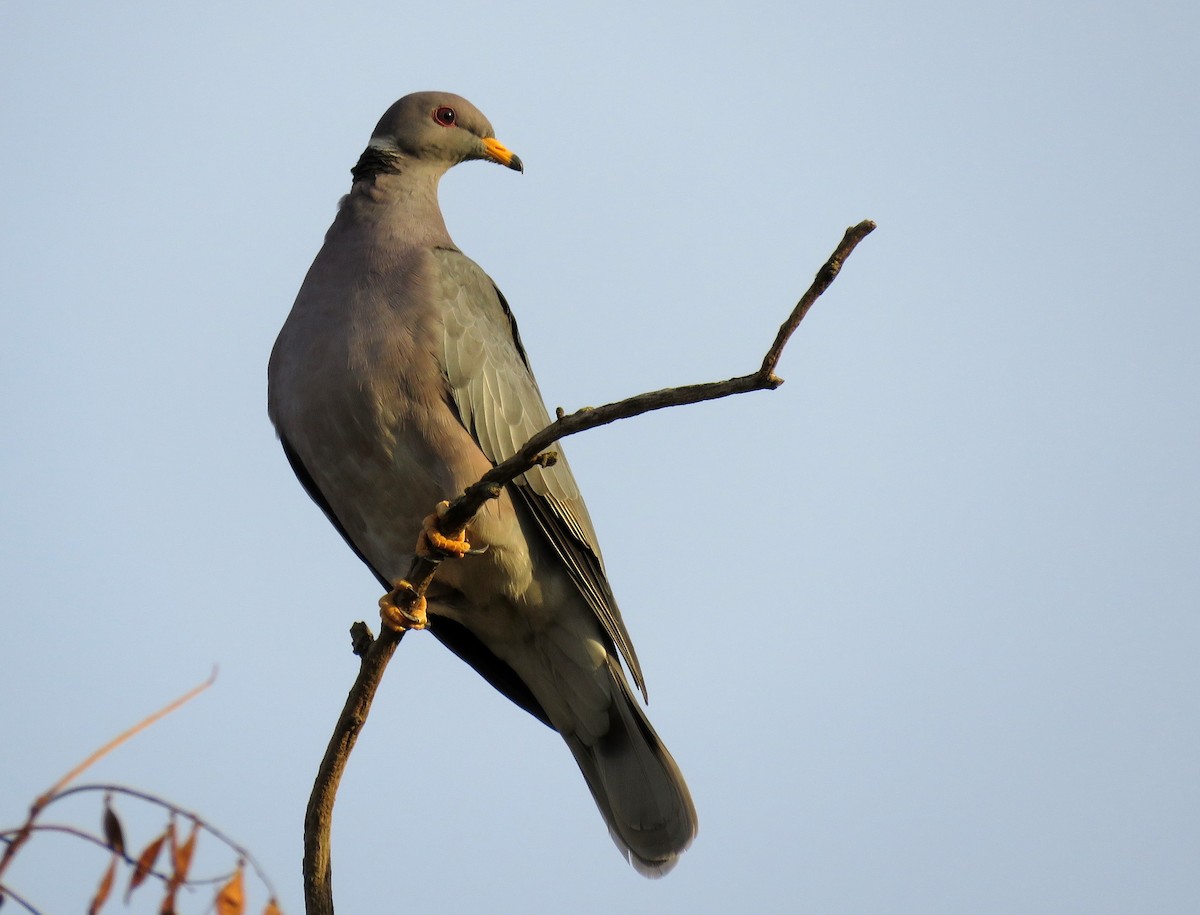 Band-tailed Pigeon - Chris Conard