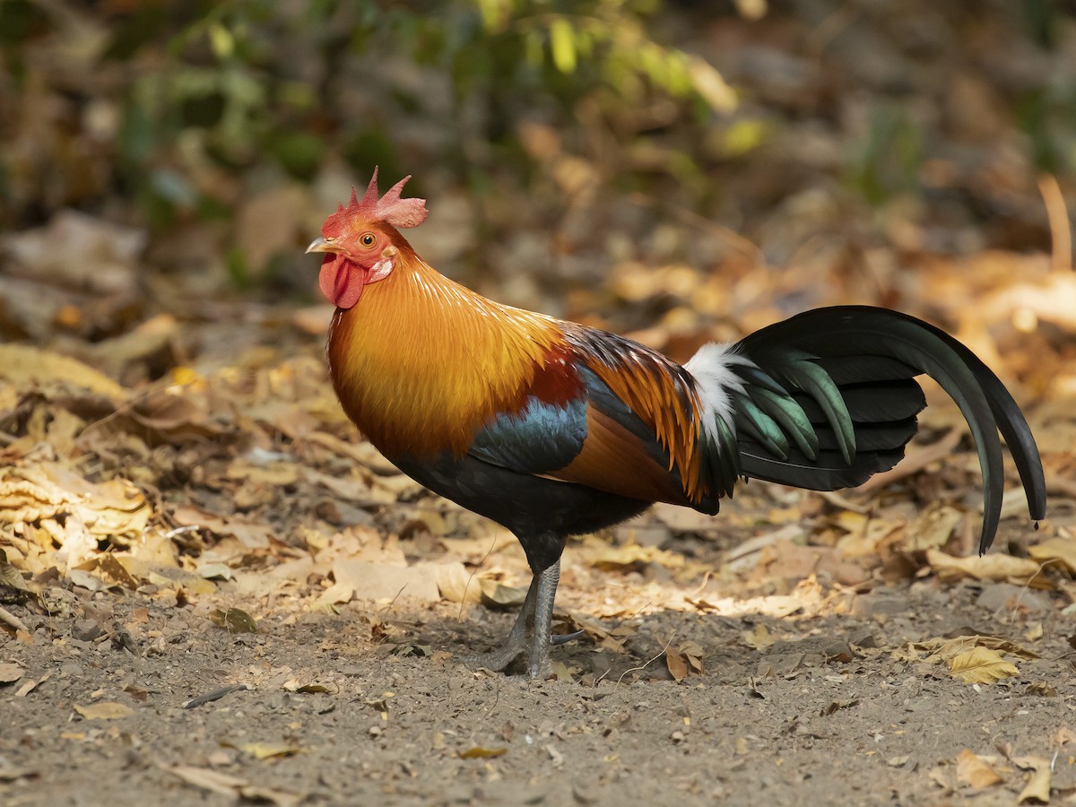 Red Junglefowl