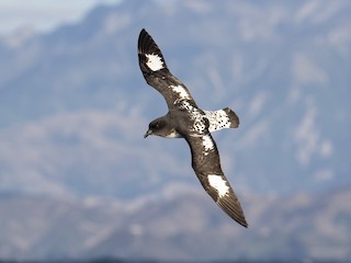  - Cape Petrel (Snares)