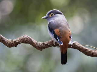  - Gray-lored Broadbill