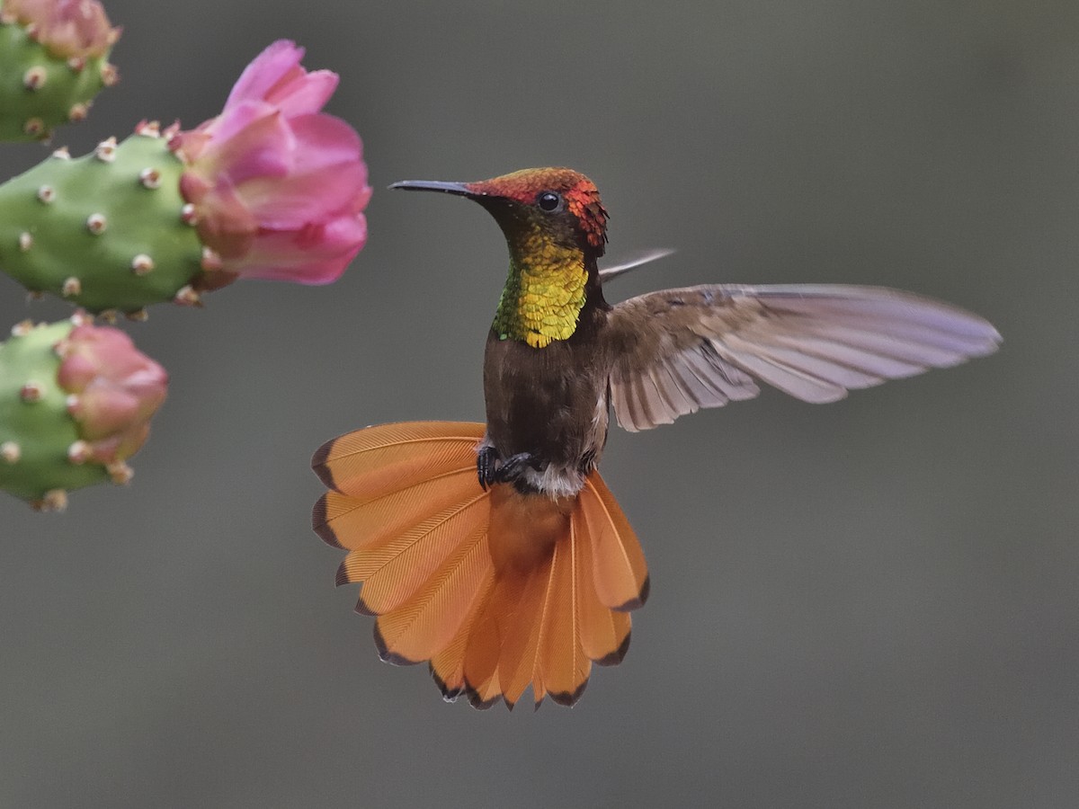 Ruby-topaz Hummingbird