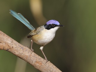 Purple-crowned Fairywren - Malurus coronatus - Birds of the World