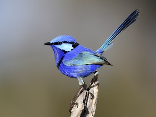  - Splendid Fairywren