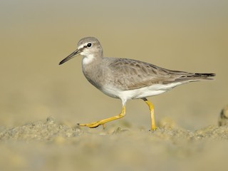  - Gray-tailed Tattler