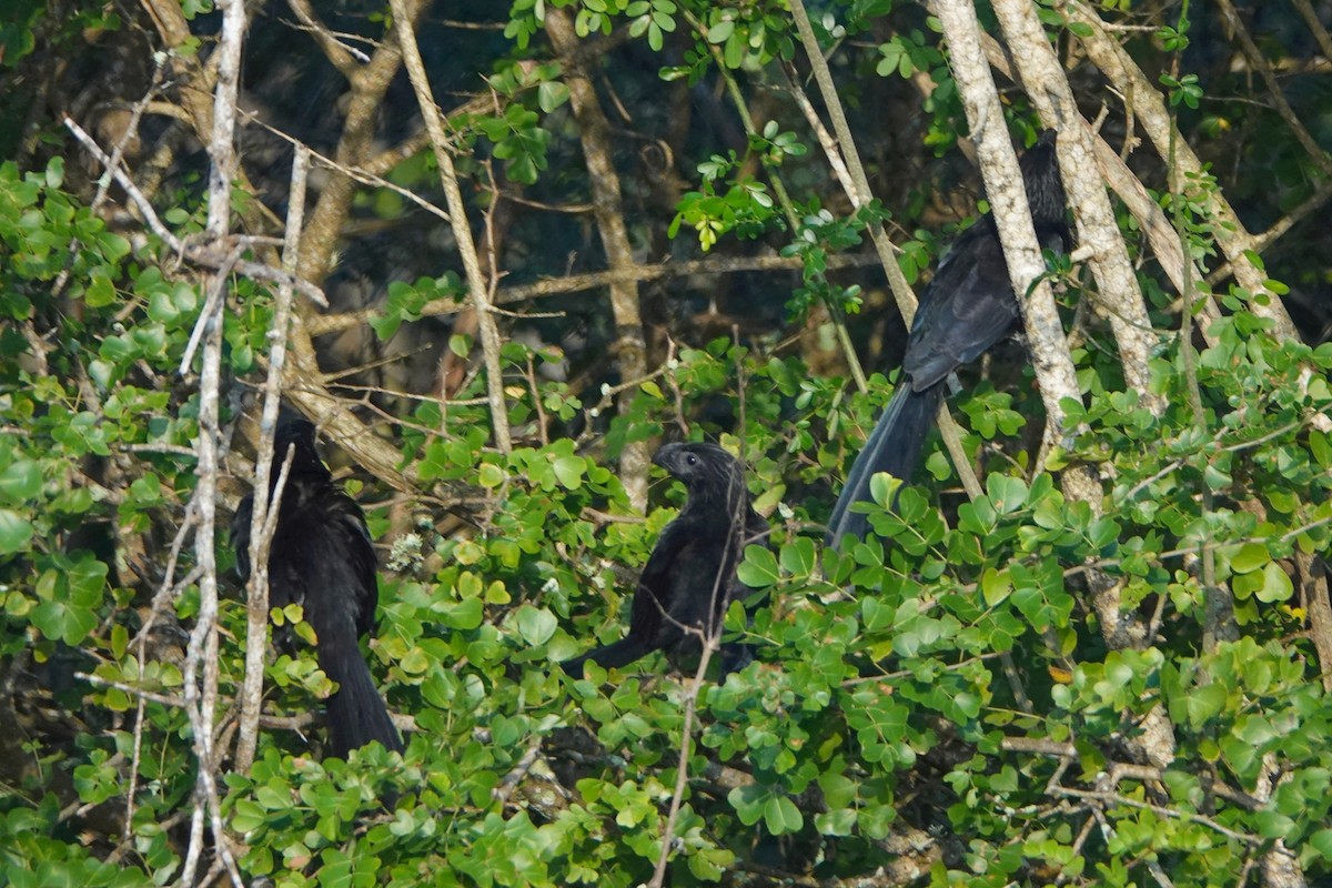 Groove-billed Ani - Jerry Elling