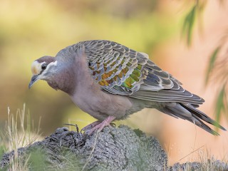  - Common Bronzewing