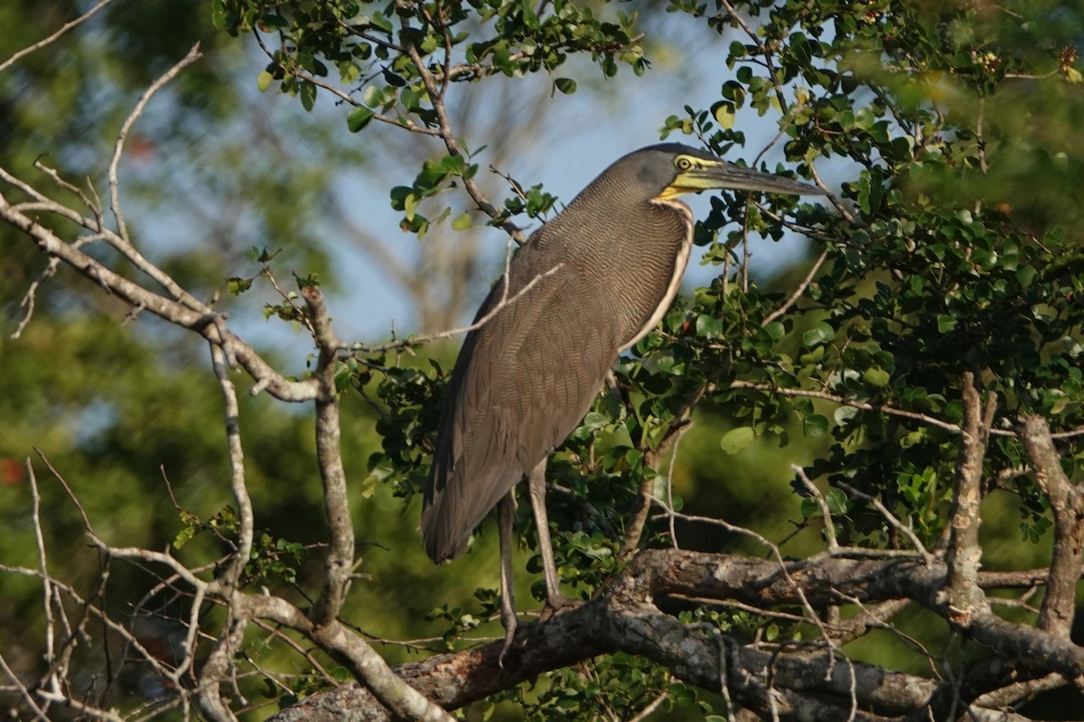 Bare-throated Tiger-Heron - Jerry Elling