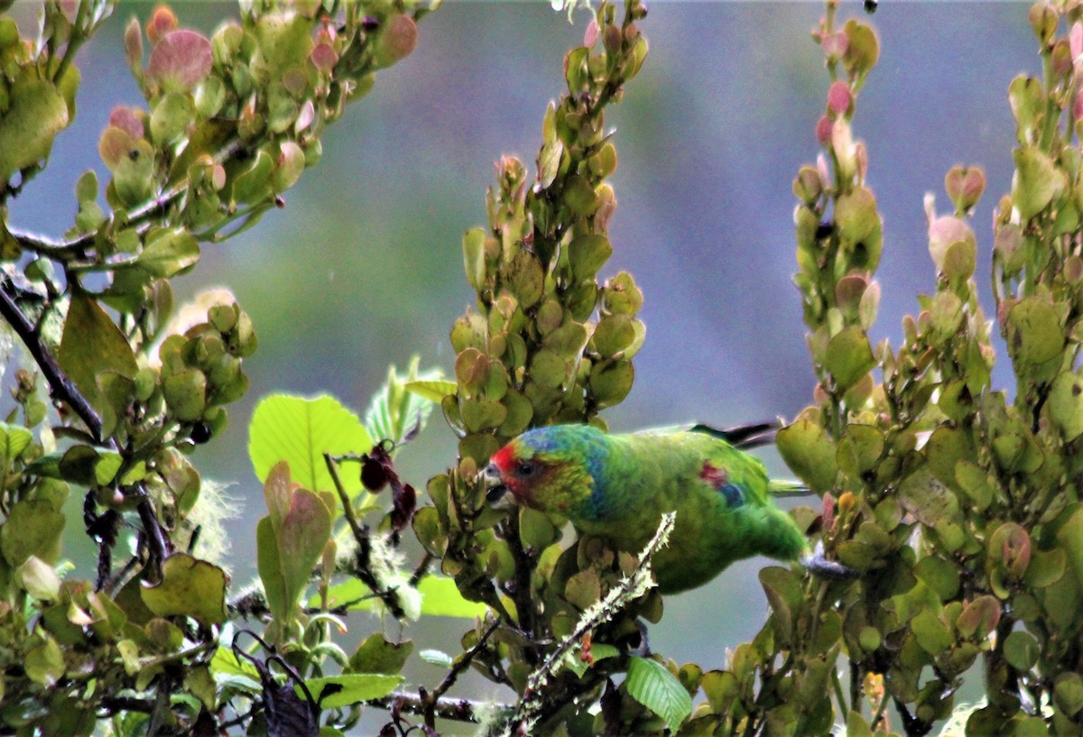 Red-faced Parrot - ML212780151