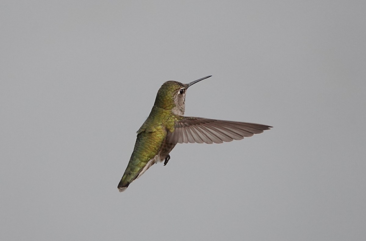 Anna's Hummingbird - Carter Gasiorowski