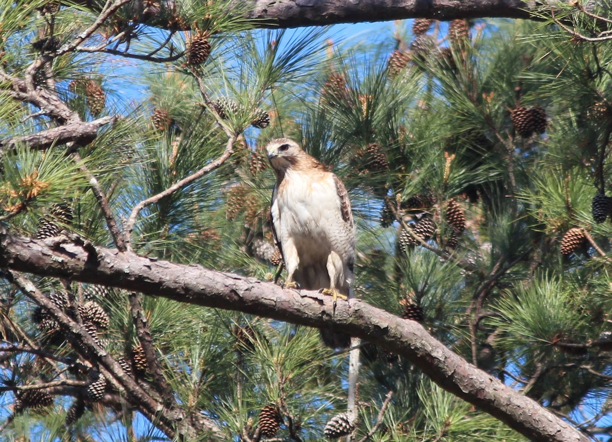 Red-tailed Hawk - ML212781281