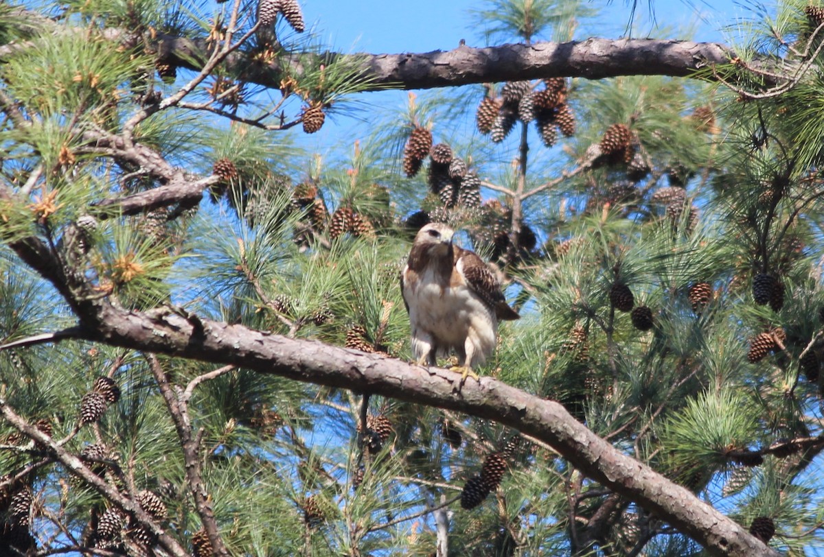 Red-tailed Hawk - ML212781291