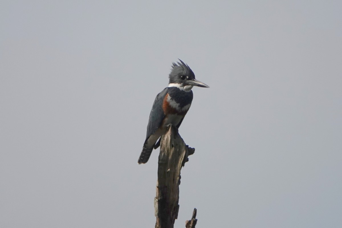 Belted Kingfisher - Jerry Elling