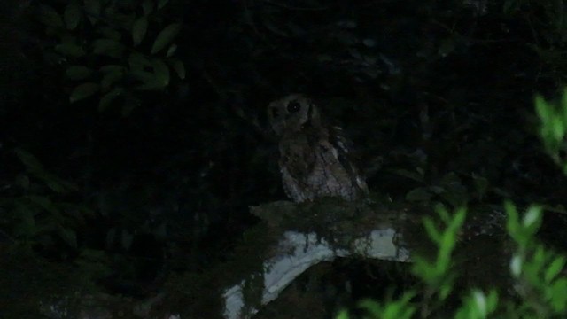 Long-tufted Screech-Owl - ML212784151
