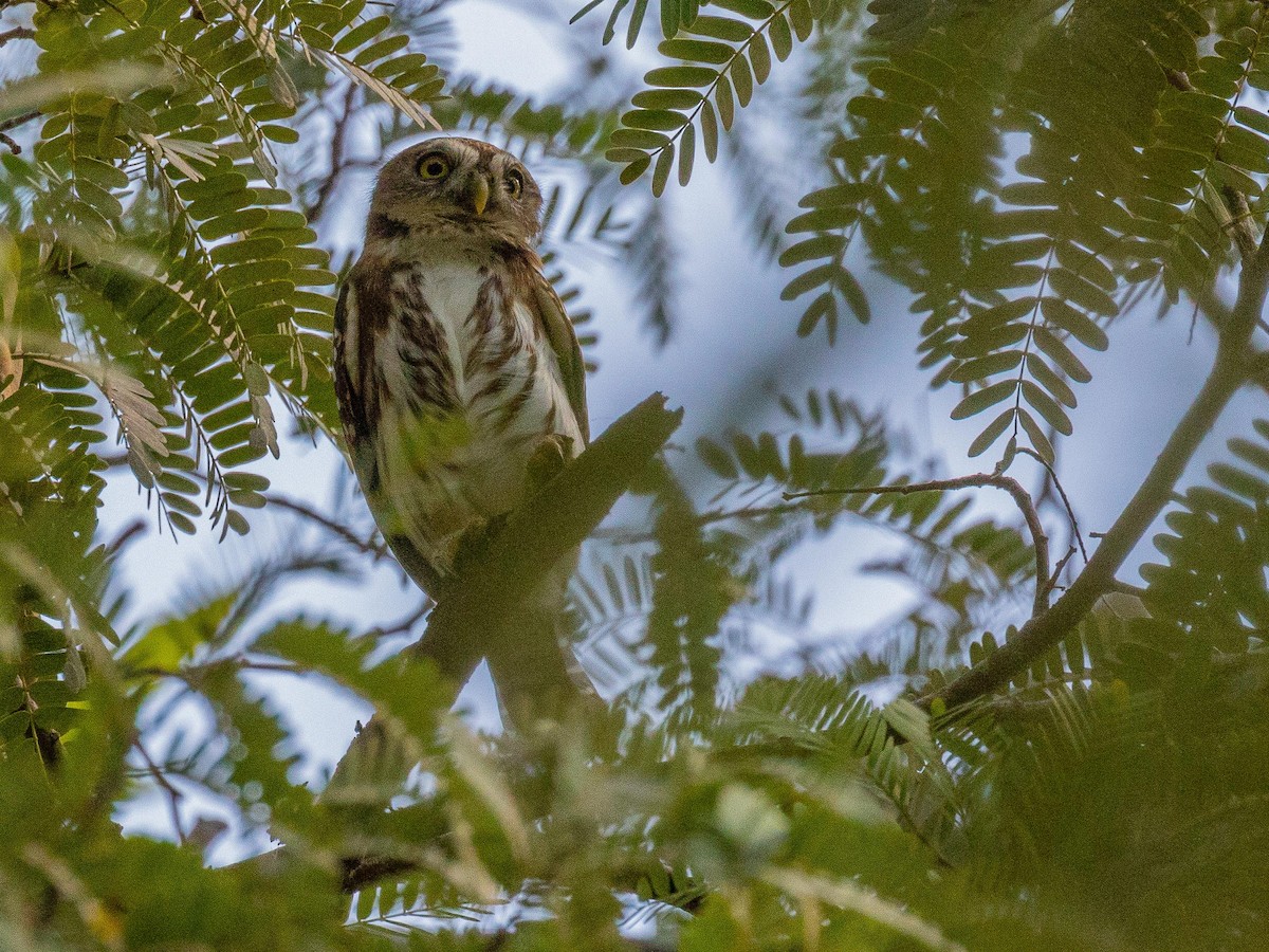 Ferruginous Pygmy-Owl - Stephen Knox