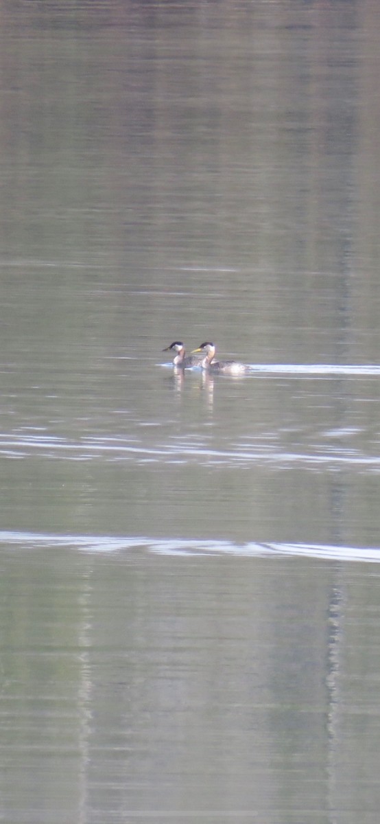 Red-necked Grebe - ML212790981