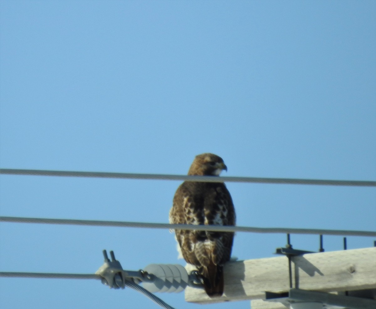 Red-tailed Hawk - ML212792411