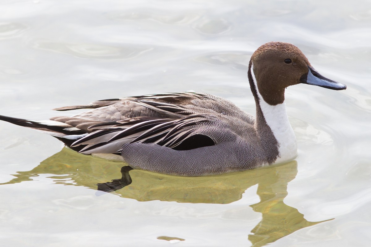 Northern Pintail - Paul Hyde