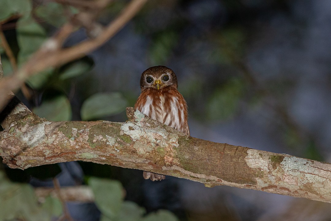 Least Pygmy-Owl - ML212798021