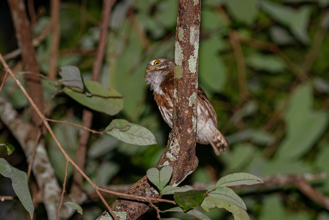 Least Pygmy-Owl - ML212798041