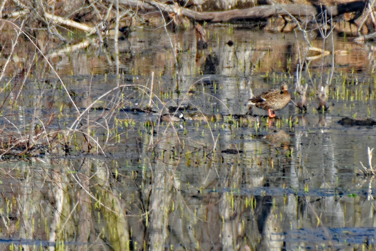 Blue-winged Teal - ML212799491