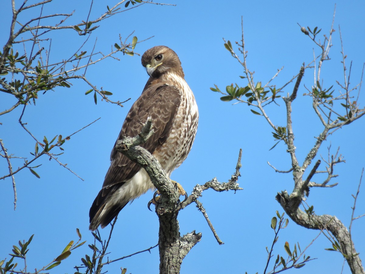 Red-tailed Hawk - Jeff Ludlow