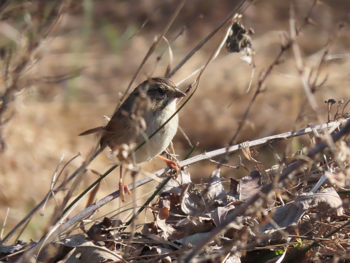 Swamp Sparrow - ML212801811