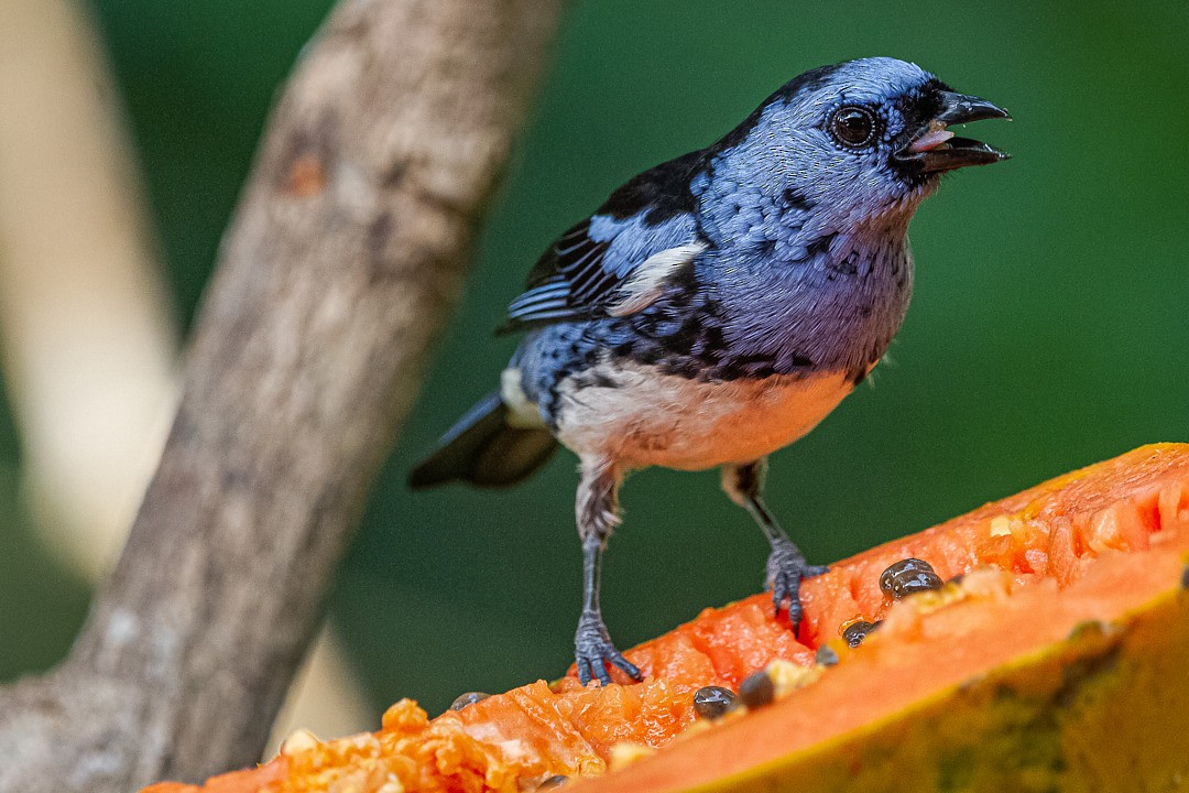 White-bellied Tanager - ML212802871