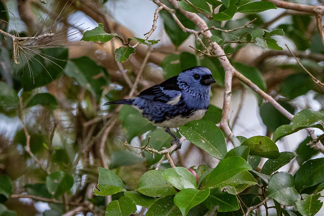 White-bellied Tanager - ML212802921