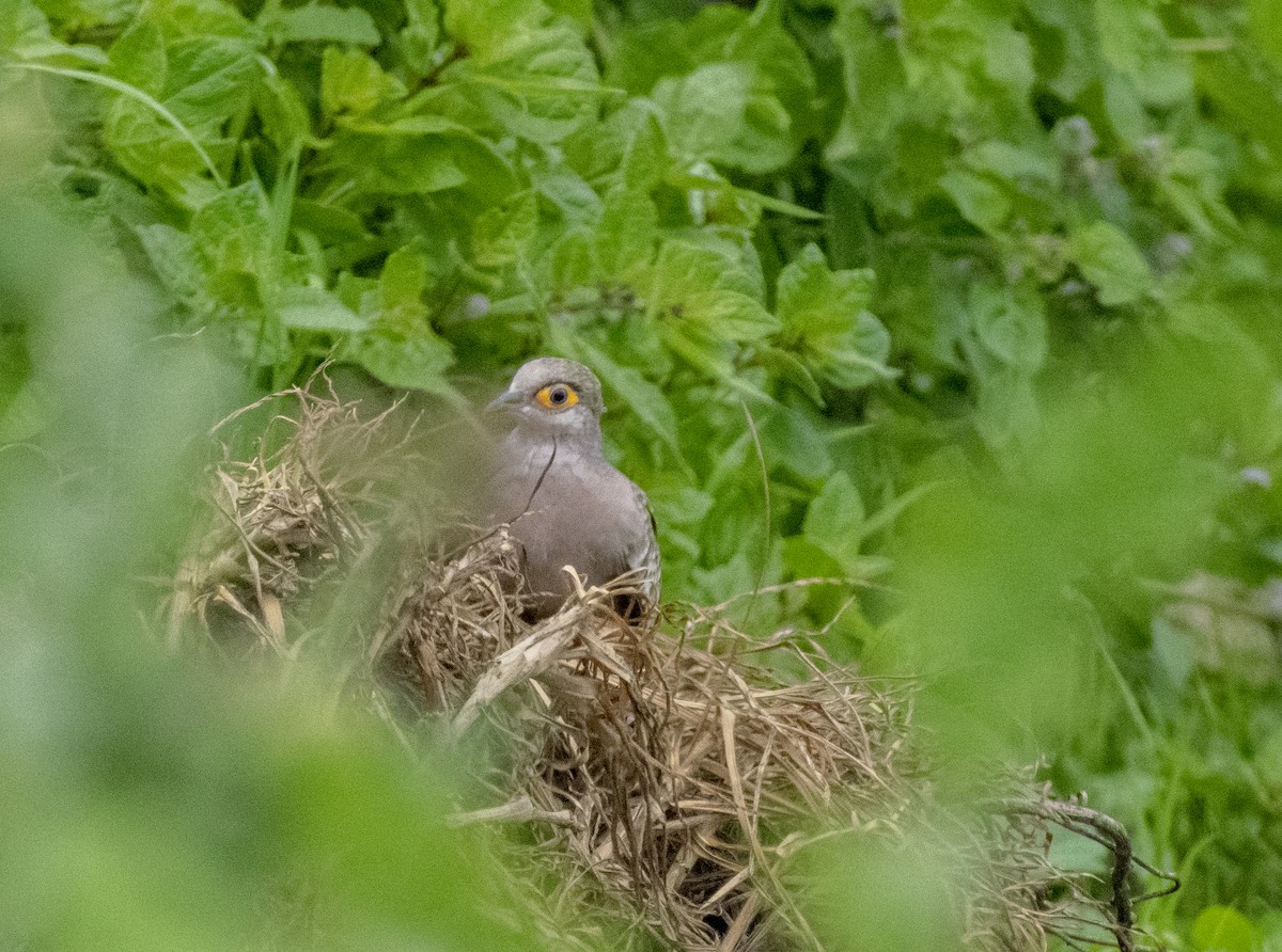 Bare-faced Ground Dove - Monica Paredes Mejia