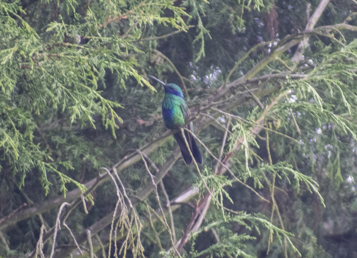 kolibřík modrolící - ML212811201