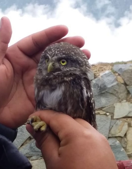 Peruvian Pygmy-Owl - ML212811551