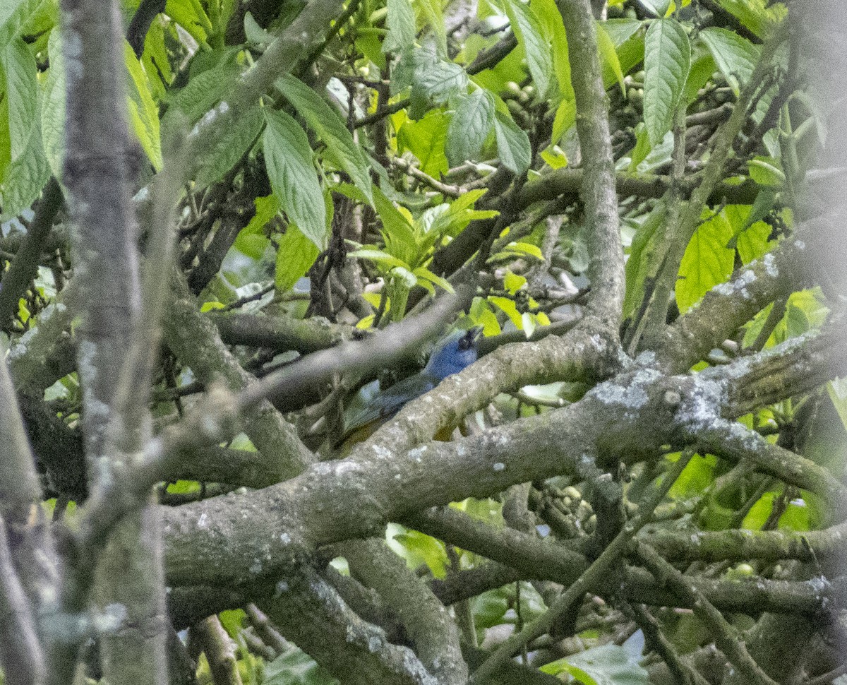 Blue-and-yellow Tanager - ML212811981