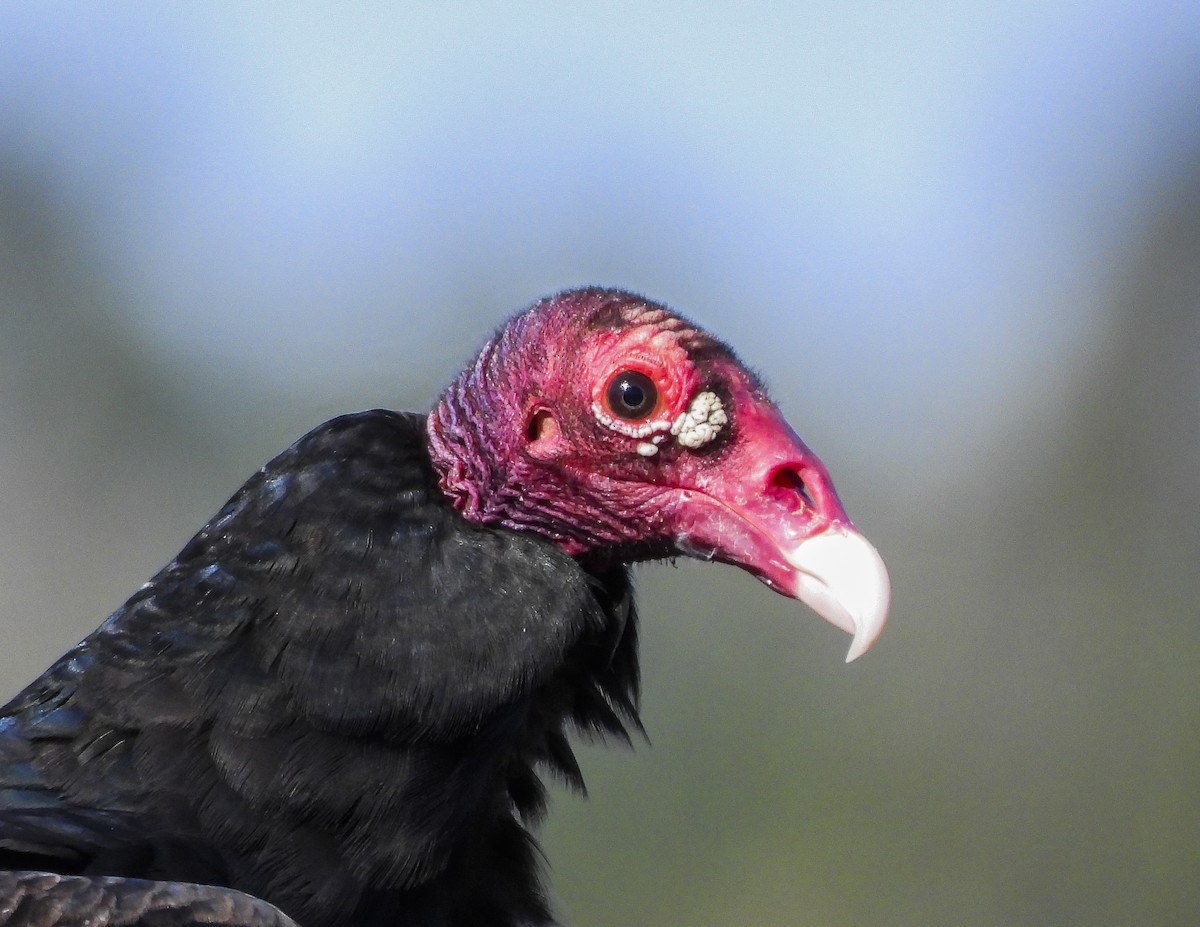 Turkey Vulture - ML212813091