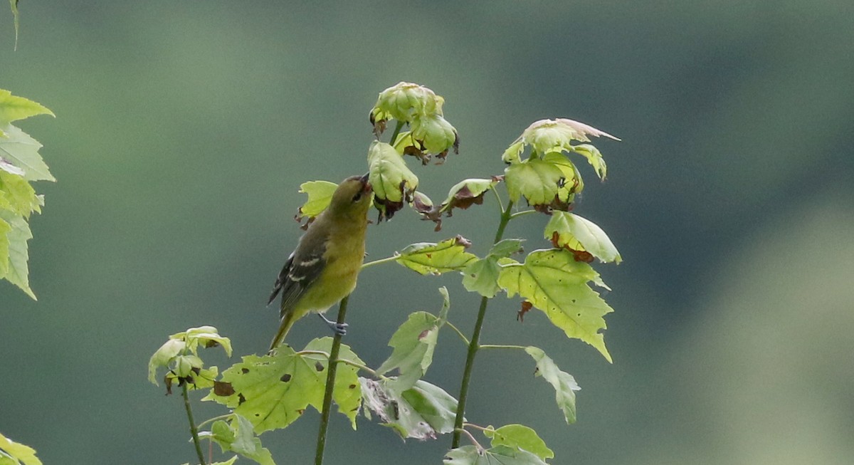 Orchard Oriole - ML212813391