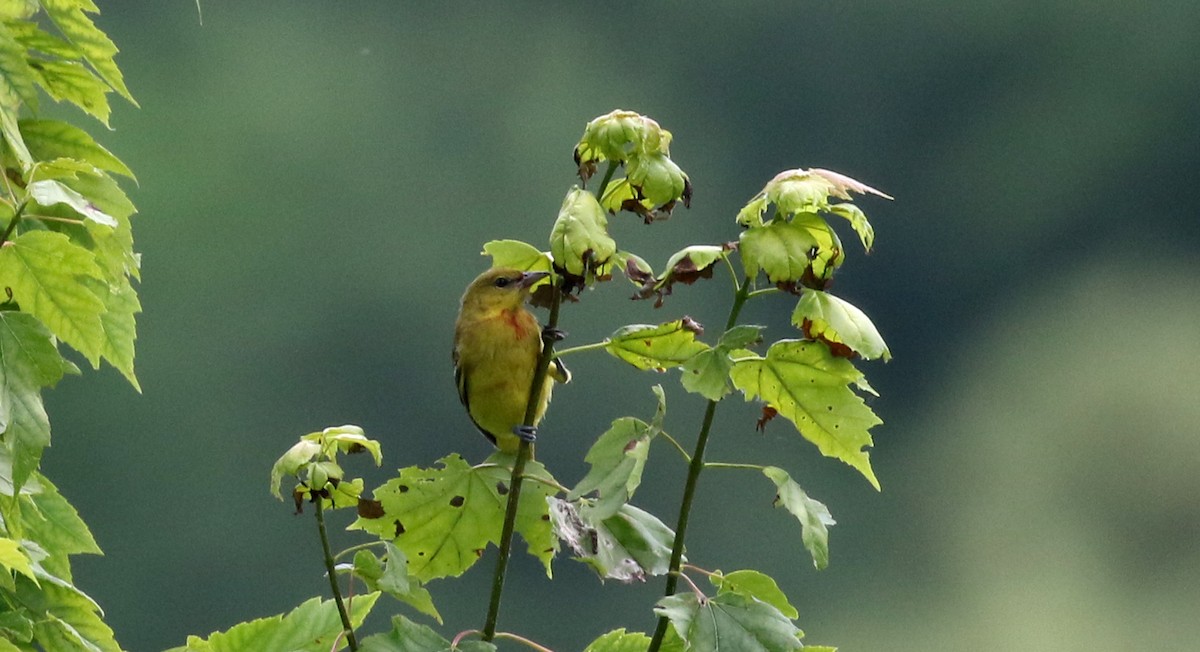 Orchard Oriole - ML212813401