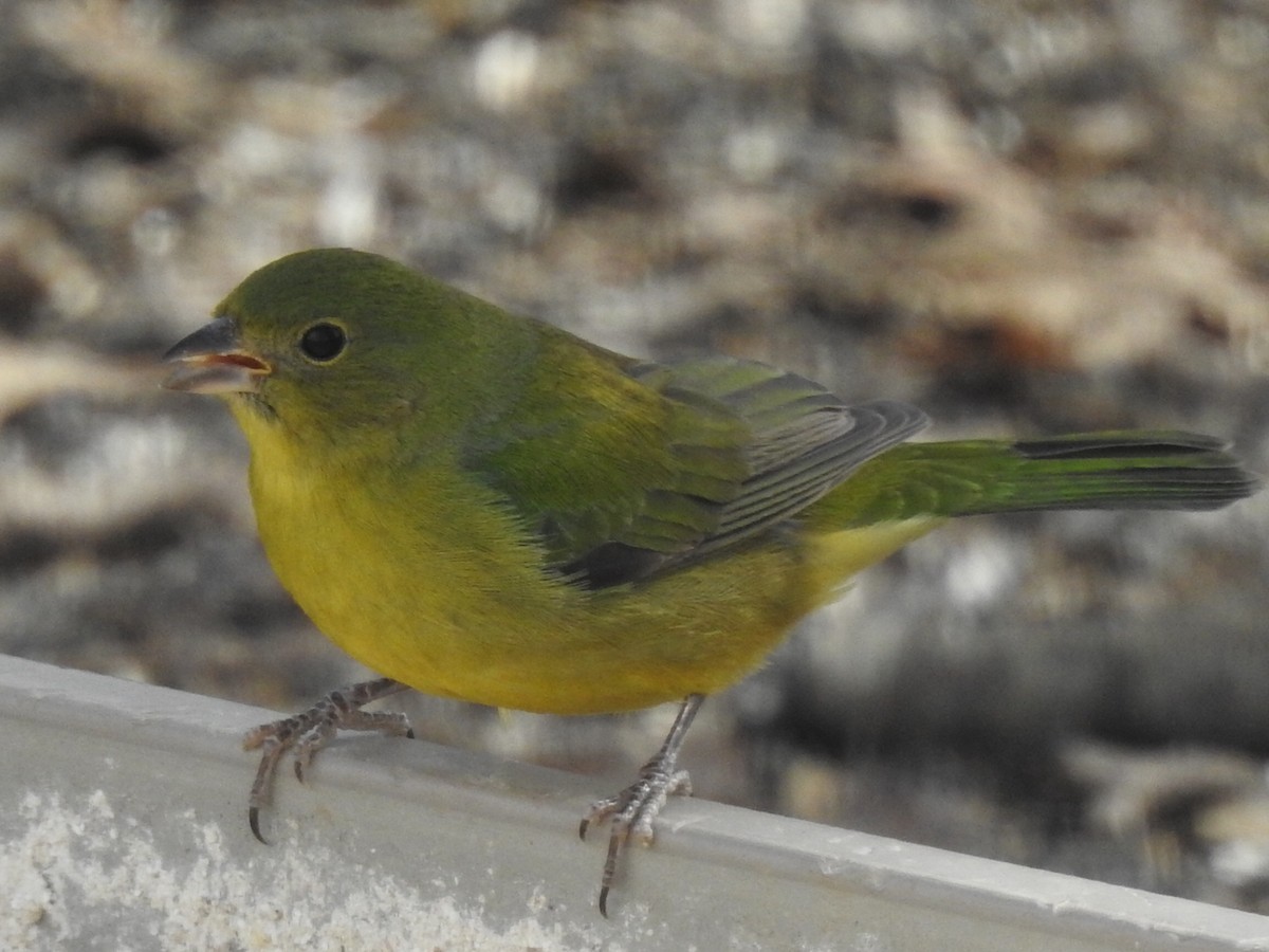 eBird Checklist 1 Mar 2020 Painted Bunting stakeout 1 species