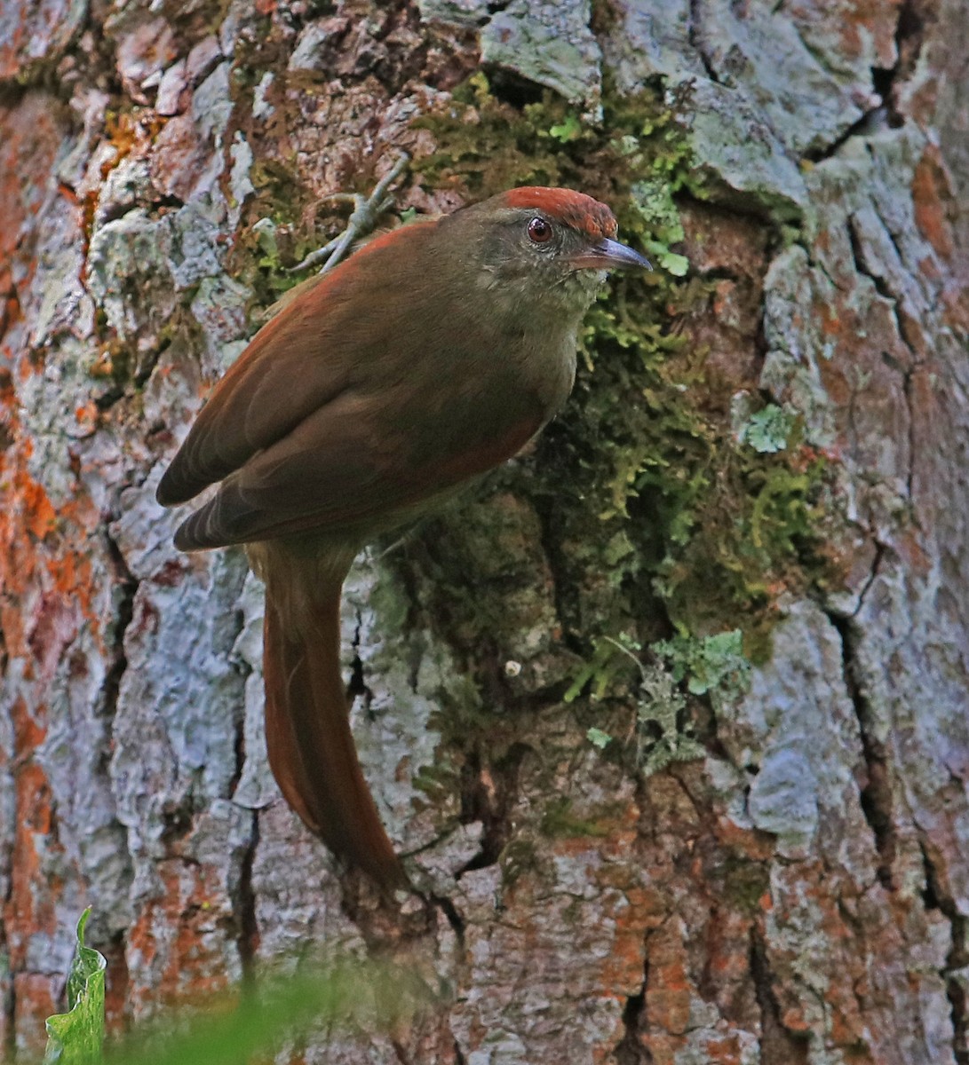 Ash-browed Spinetail - Larry Sirvio