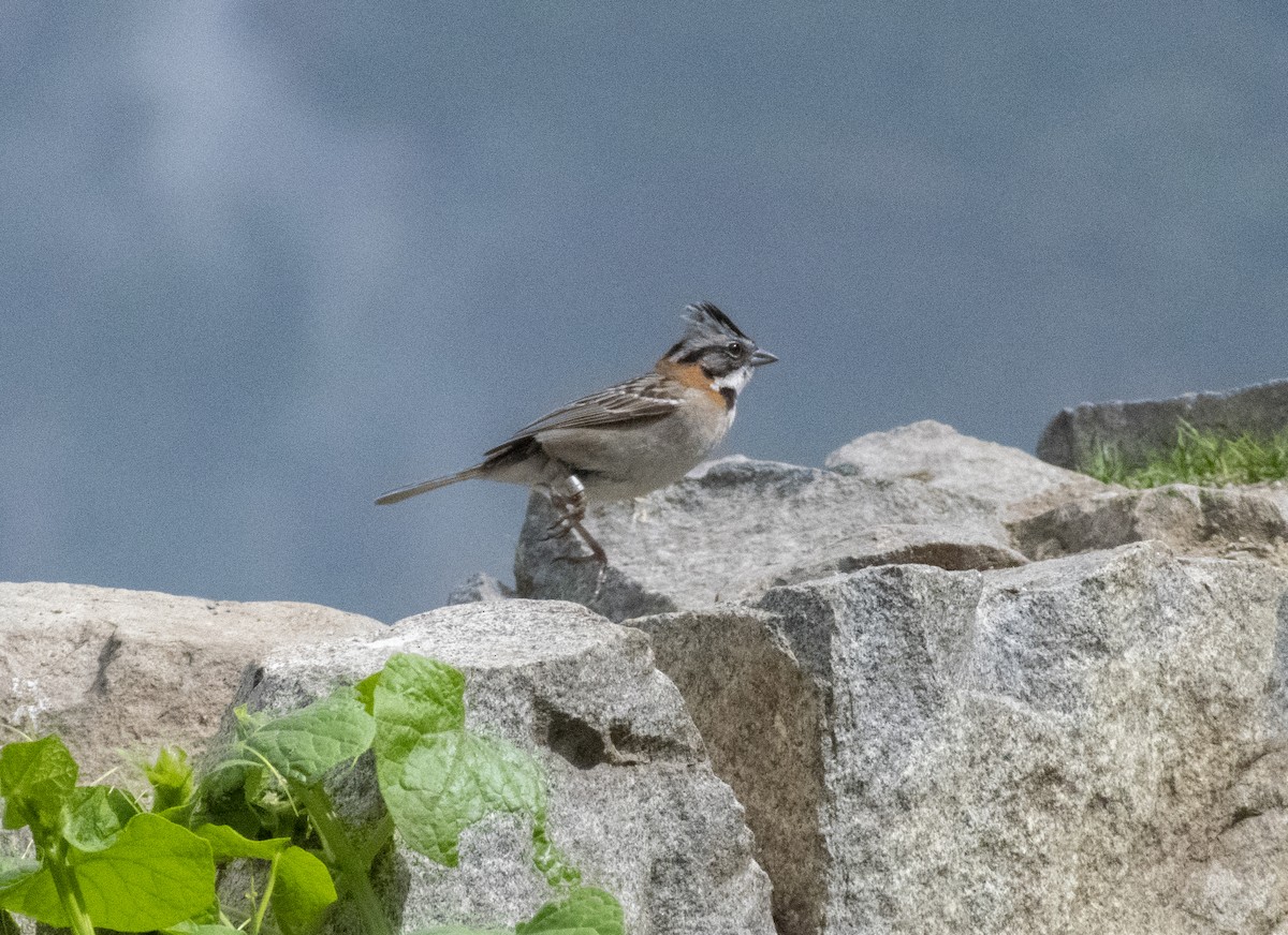 Rufous-collared Sparrow - ML212817391
