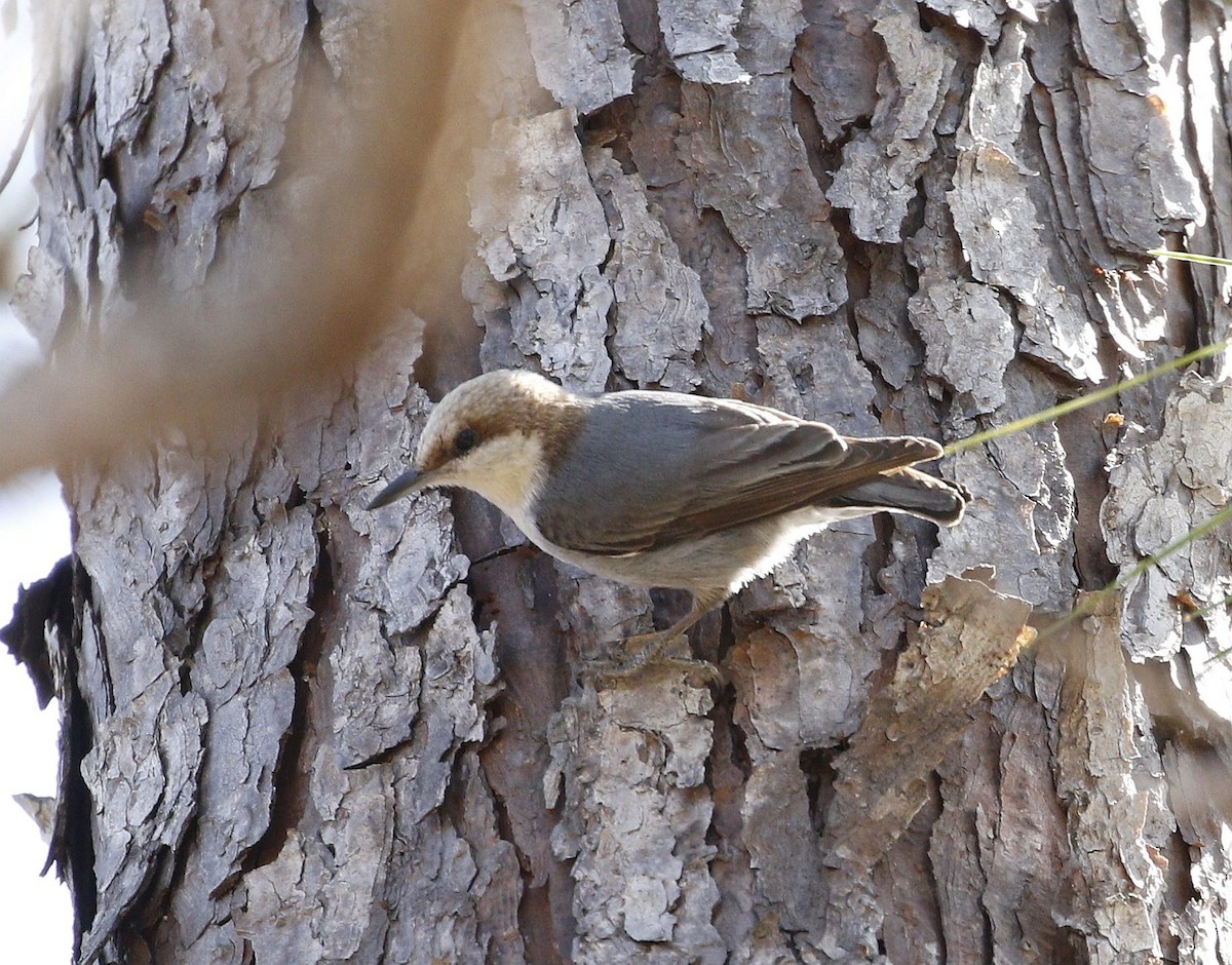Brown-headed Nuthatch - ML212820851